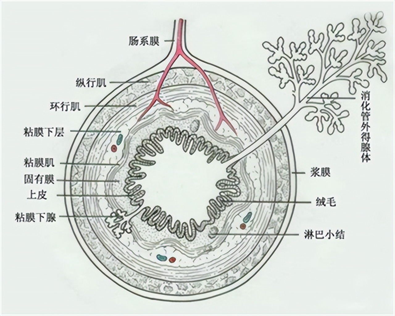 总感觉大便拉不干净，这是怎么回事？医生提醒：留意这3种病