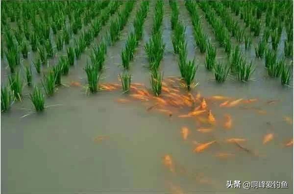 肉质金黄的鲤鱼是什么养出来的,鲤鱼什么品种好养又好看