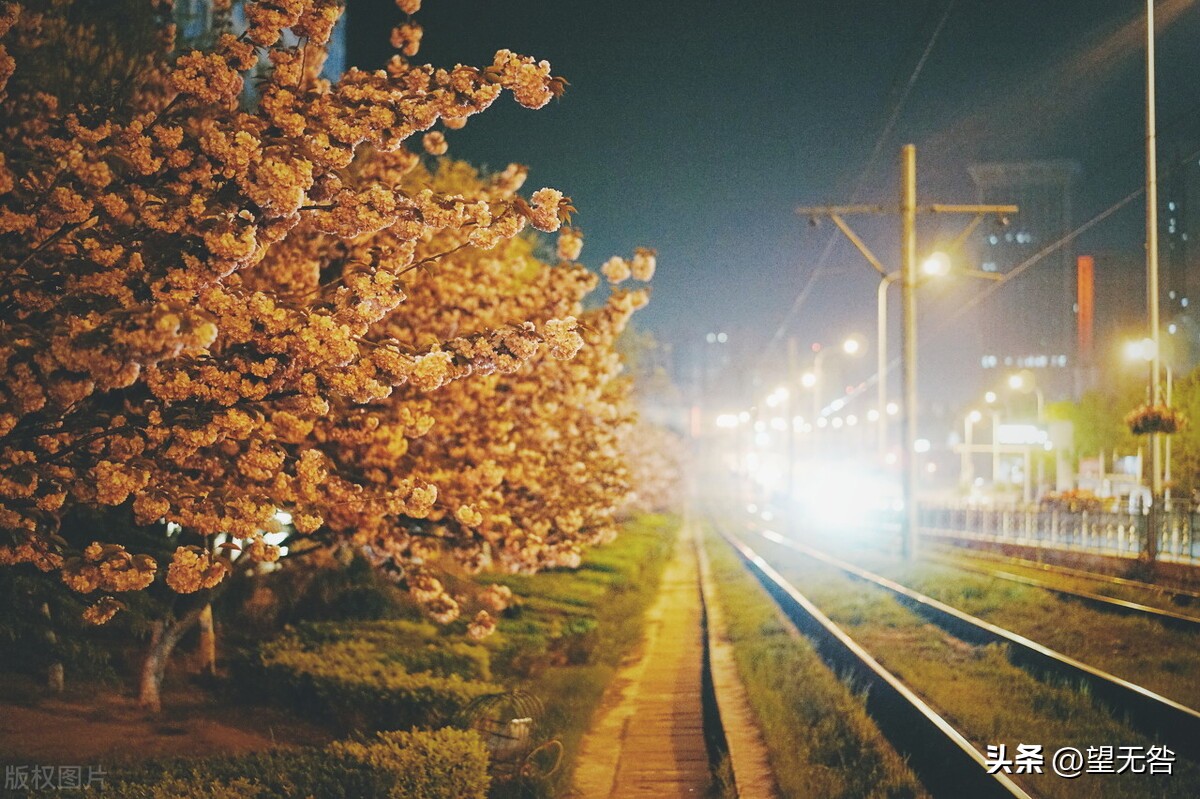 樱花不是中国花？樱花季说樱花