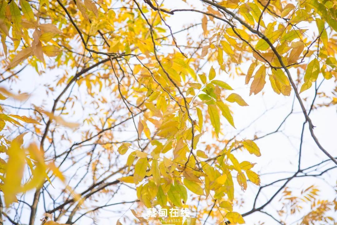 武汉气温回升,武汉气温回暖最新消息