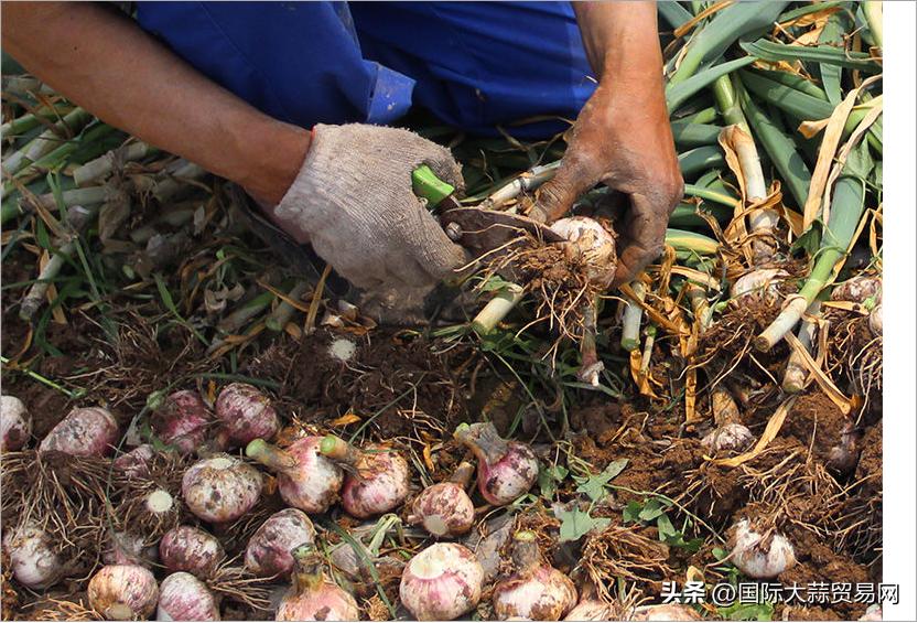 蒜苔大量上市,鲜蒜和干蒜价格差多少