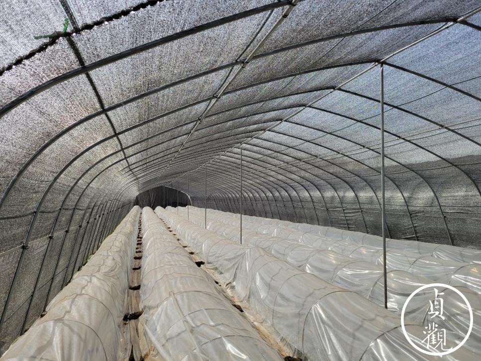 小型羊肚菌致富项目,羊肚菌山区农民致富的新宠