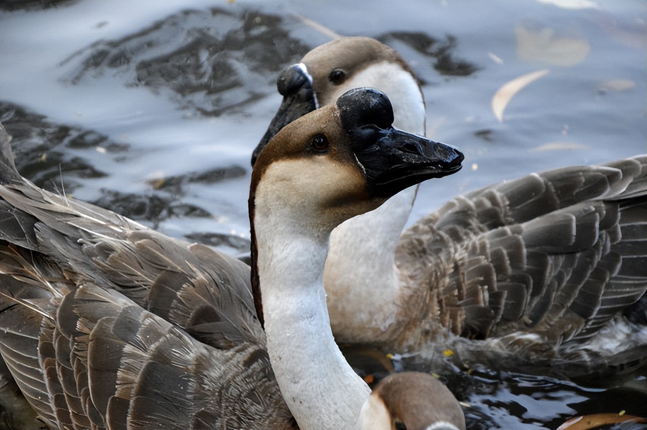 怎样预防鹅脱肛,小鹅脱肛的原因和处理方法
