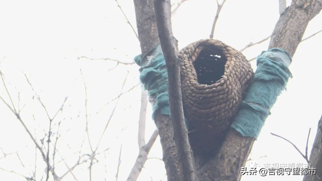 小鸟建设鸟巢过程,鸟巢翻修