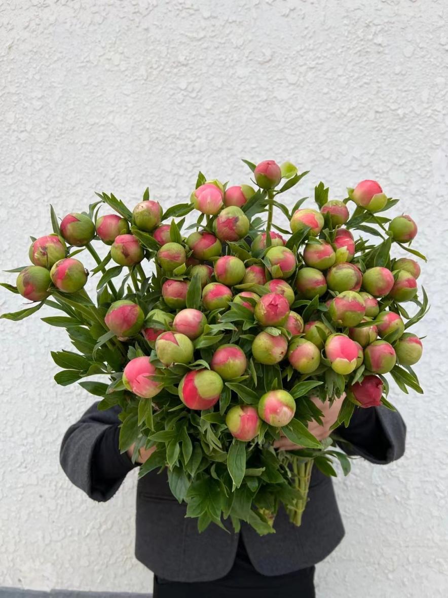 切花芍药每亩种植多少株,种植切花芍药每亩能挣多少钱