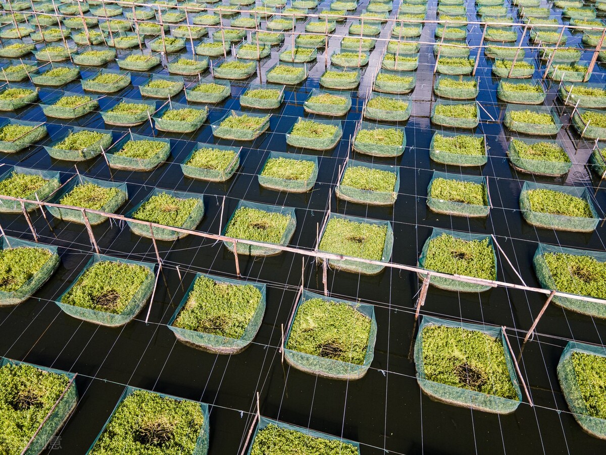 土池养黄鳝一亩需要多少种苗,水泥池塘养殖黄鳝