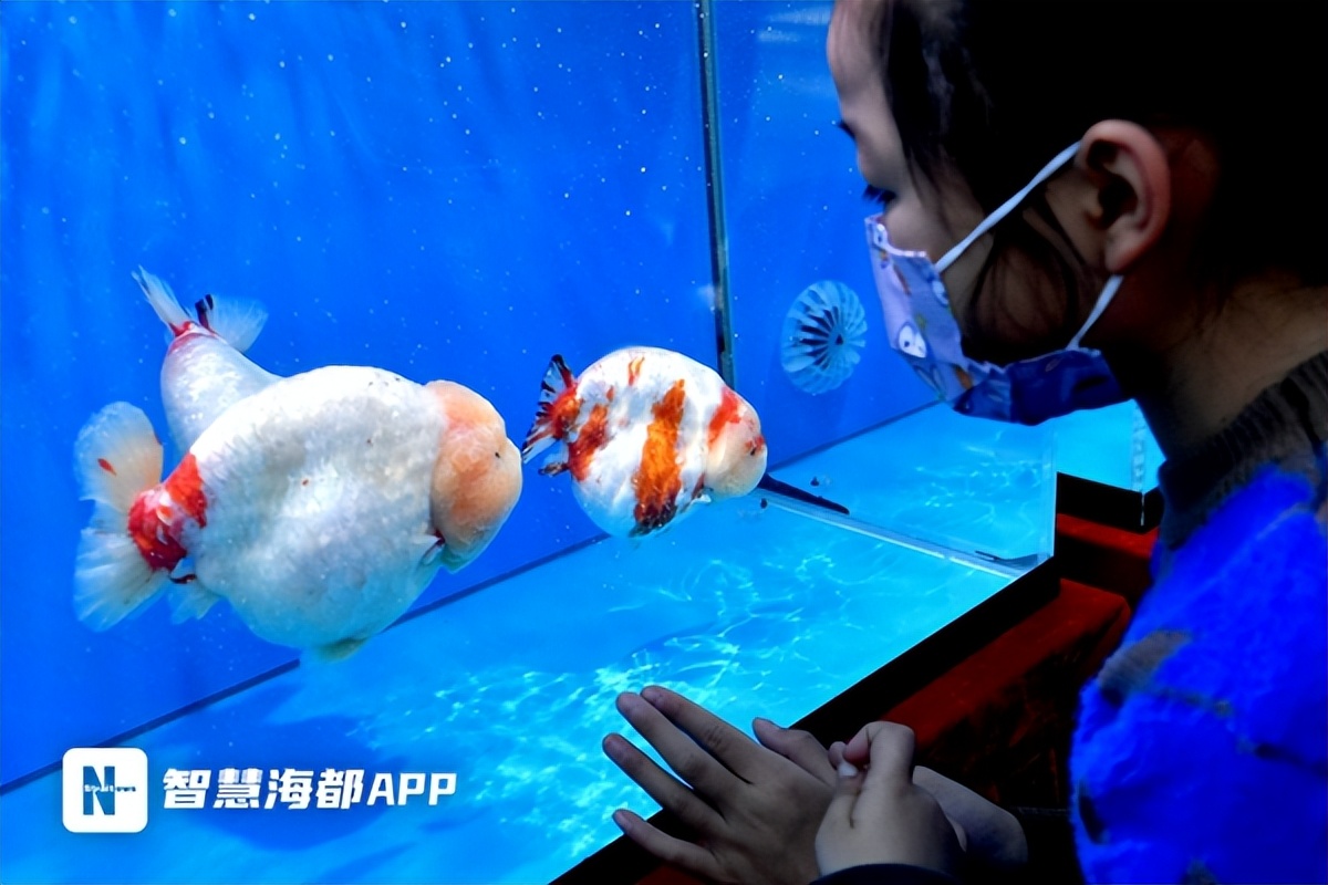 最珍贵的中国传统金鱼,福州西湖金鱼展