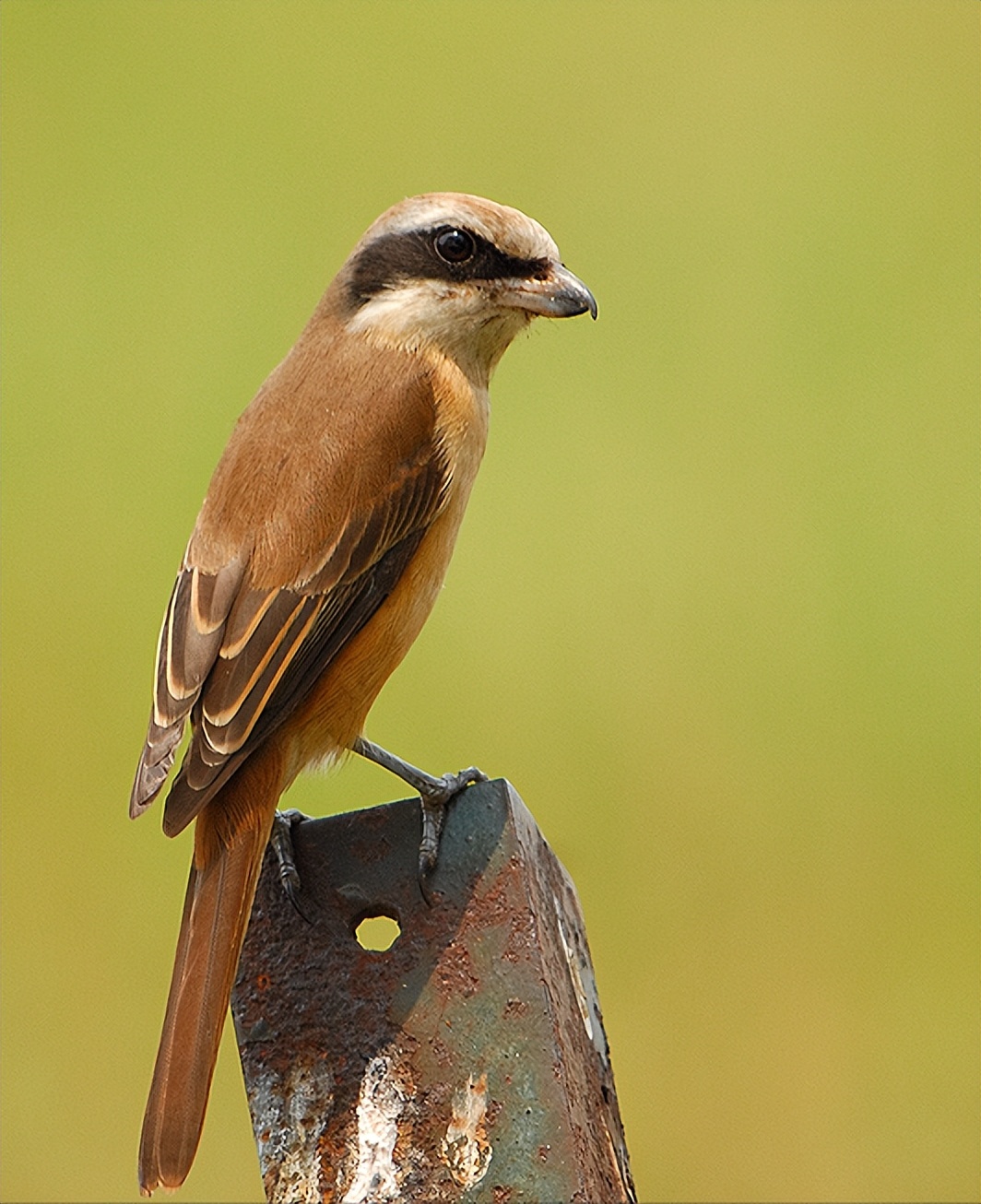 所有鸟图片大全大图,50张最佳鸟类摄影作品