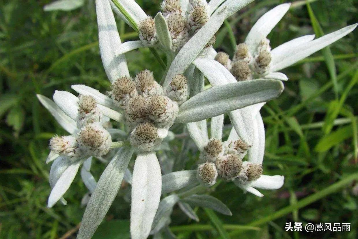 九十九朵美丽的国花送给你