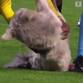 狗冲进足球场挡住一粒进球,小狗进足球场扑球