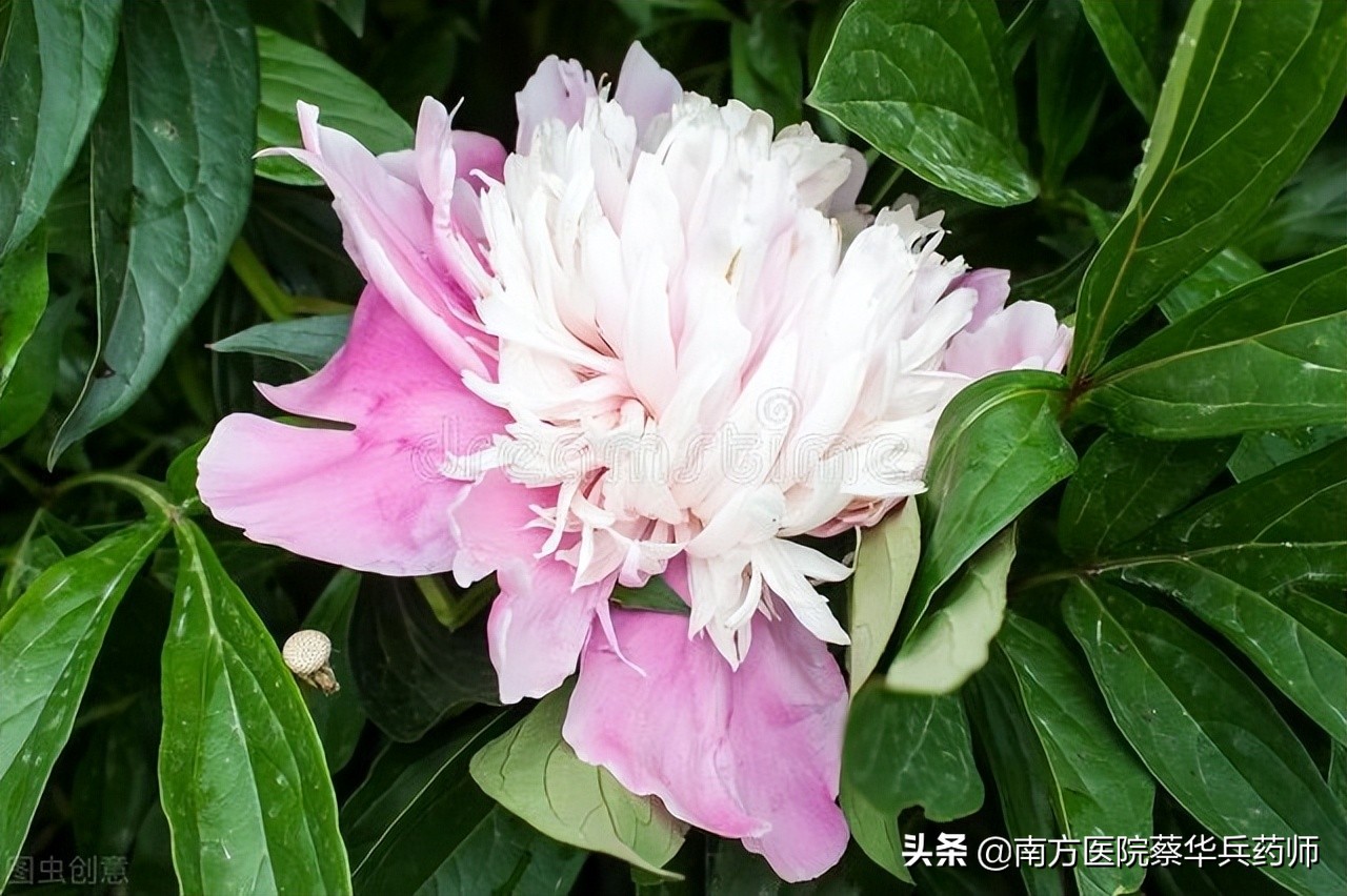 治疗卵巢囊肿的中药方剂大全,专治卵巢囊肿不孕的中草药大全