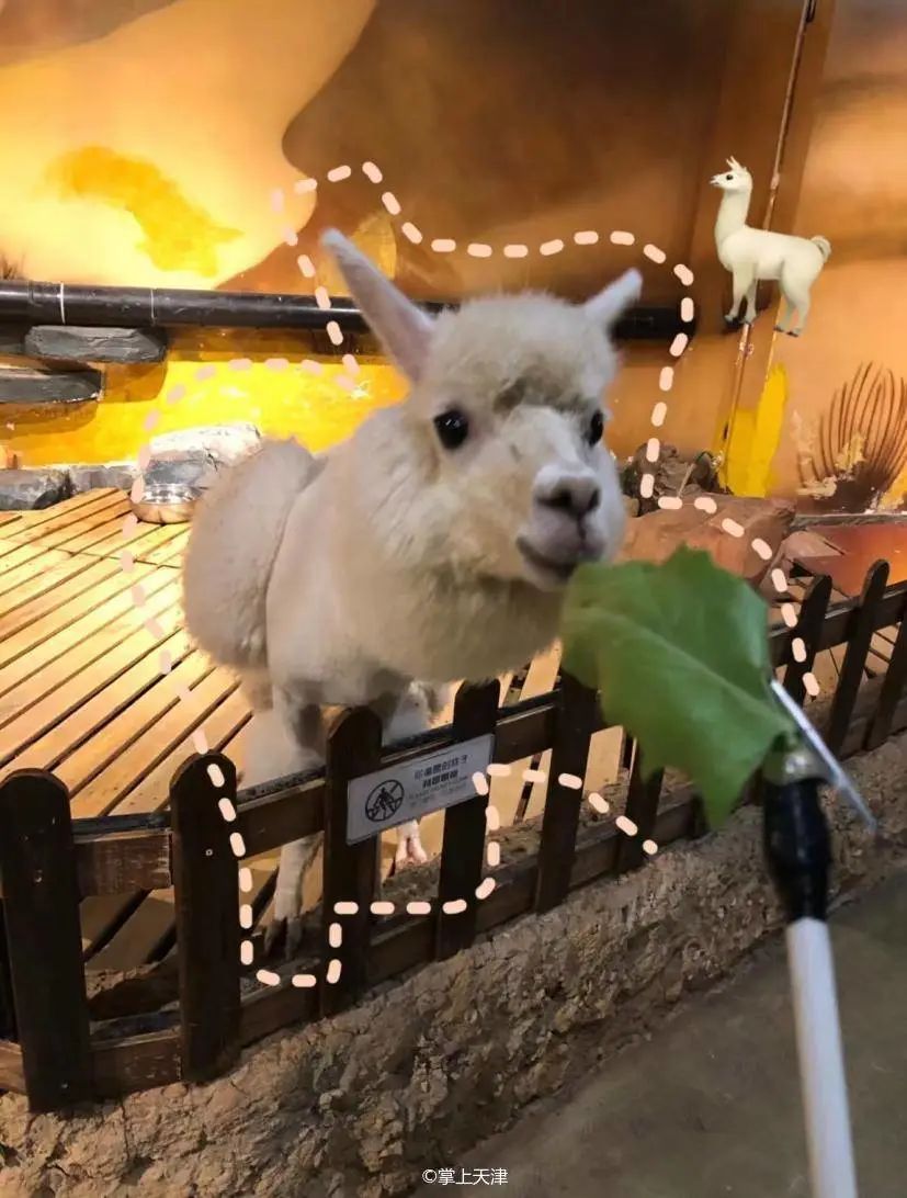 天津和平药业有限公司,天津和平有限公司