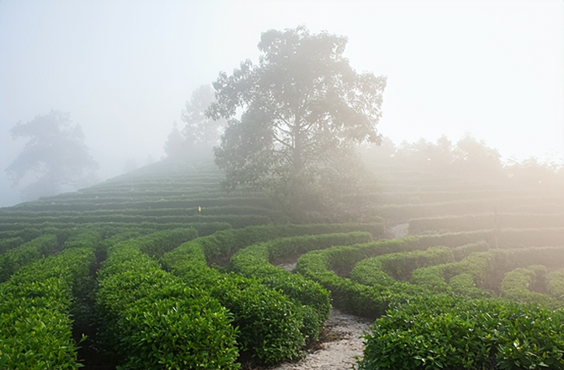 春茶的七大禁忌,四季春茶做什么茶比较好