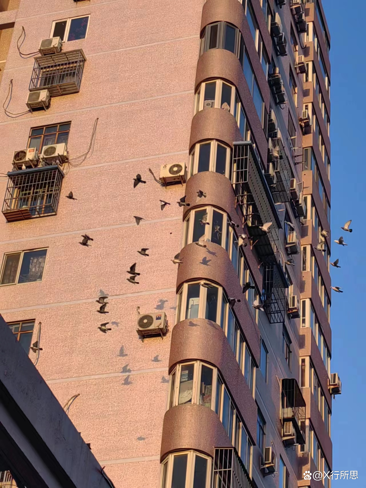 小鸟为啥在空中原地飞,为什么小鸟成群在空中转圈