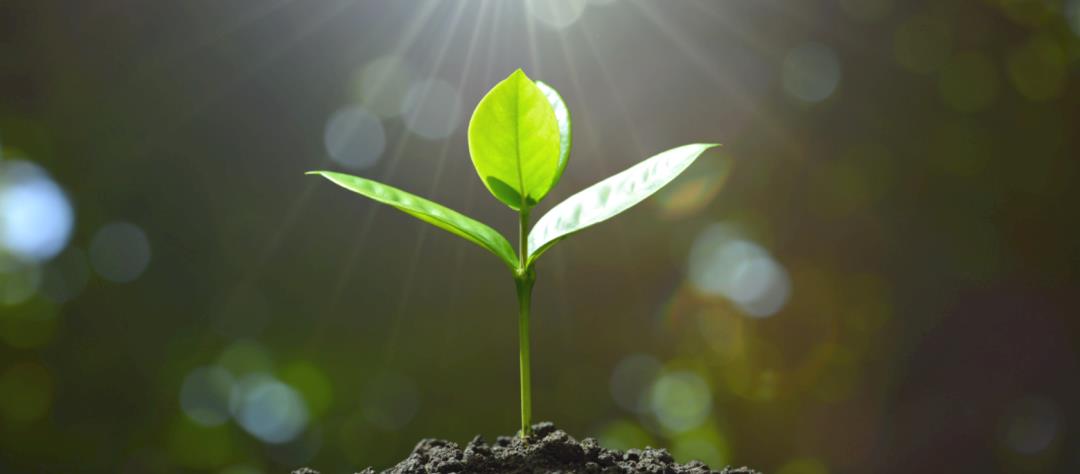 西藏纯种藏獒繁殖基地,藏獒养殖技术教学视频播放