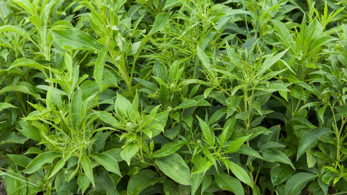 国家部署中医药发展任务,中医药新政策出来了吗