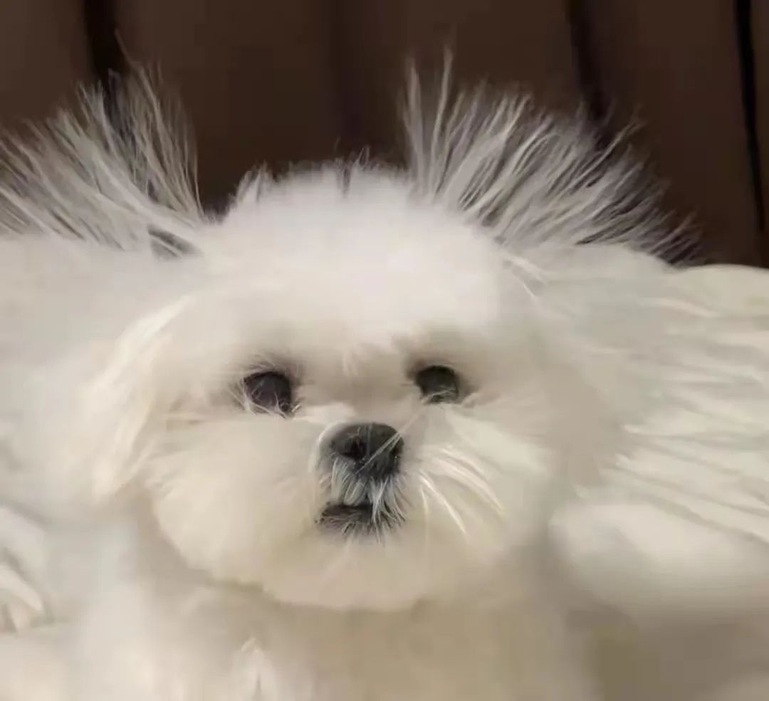 犬瘟抽搐药方,犬瘟治抽搐的药