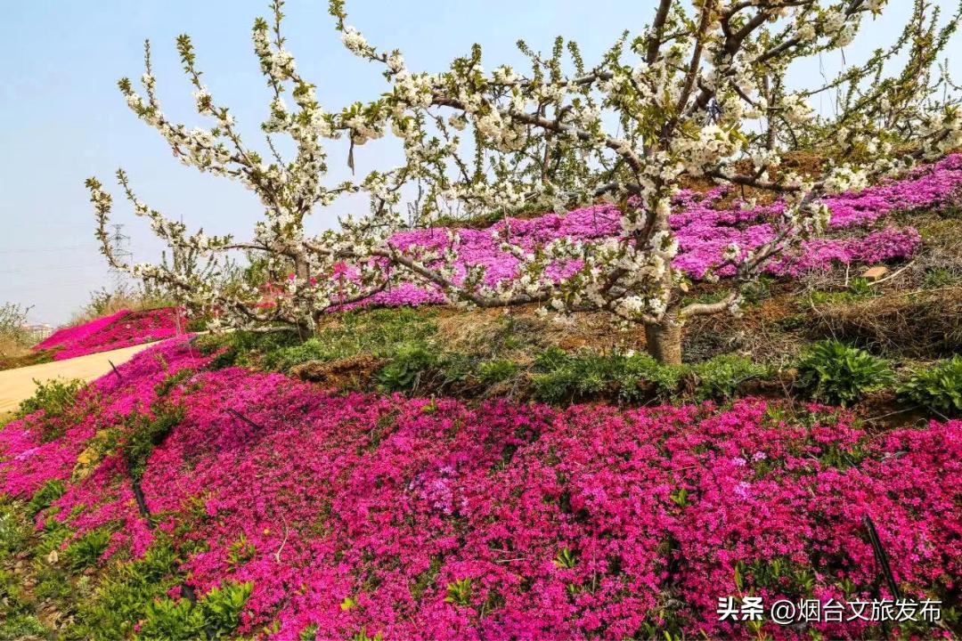 烟台2018年赏花攻略全集,春天烟台赏花地点推荐芝罘区