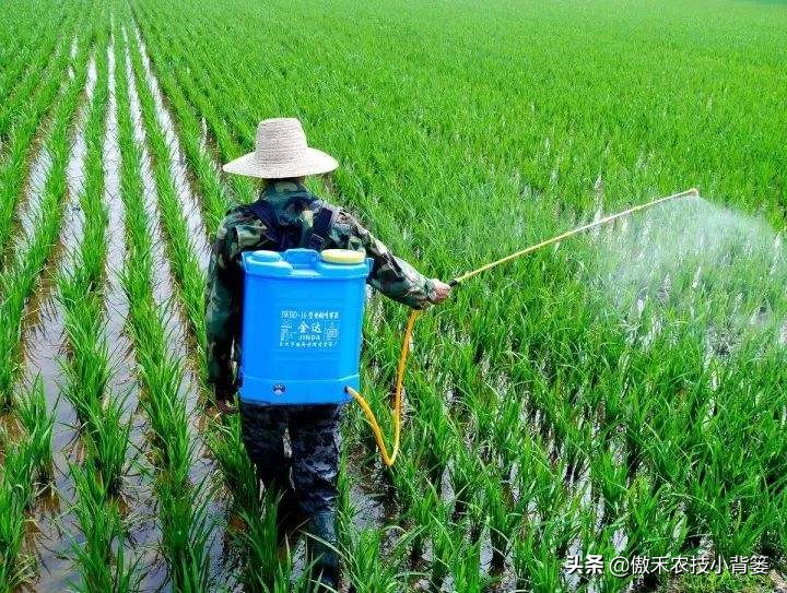 赤霉素农业应用,赤霉素有增产功能