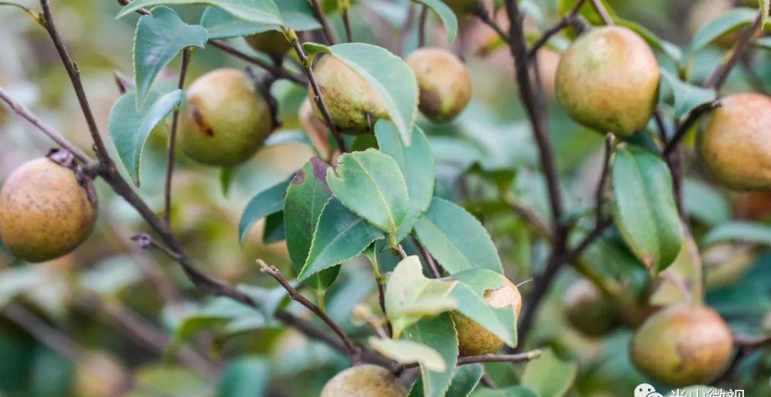 美丽的光山美景,光山县万亩油茶