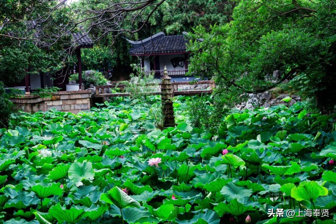 流“莲”忘返！来南桥这些地方邂逅夏天的浪漫→