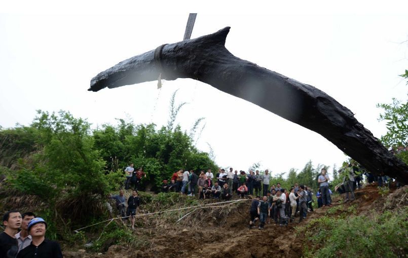 广东惠州乌木事件,四川发现巨型乌木最新消息