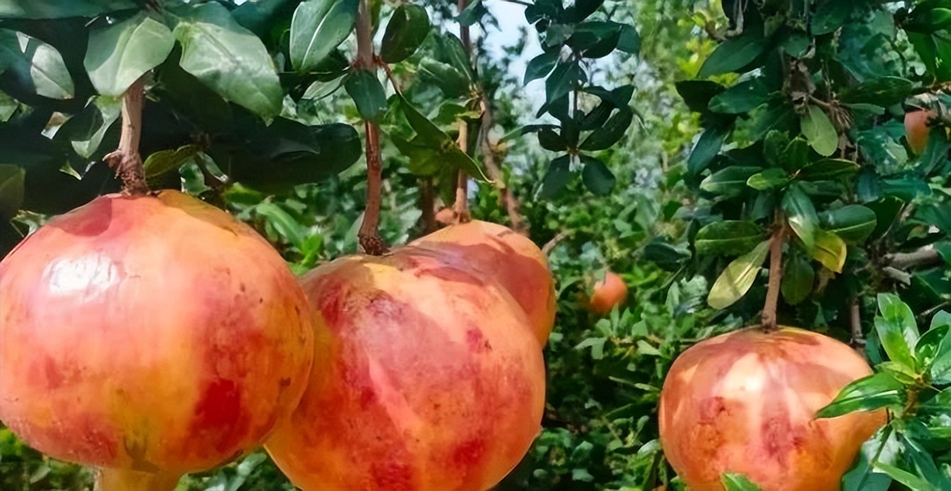 每天学一味中药石榴皮,每日一味中药