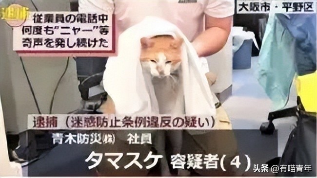 非洲雄狮打群架,俄罗斯战斗民族跟狮子打架