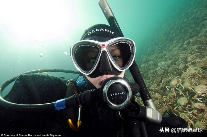 体型最大的乌龟有多大图片,背扁平的乌龟是什么龟