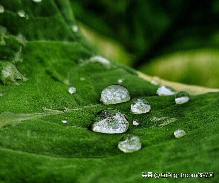 微距拍摄最好的手机,苹果手机怎么微距拍摄