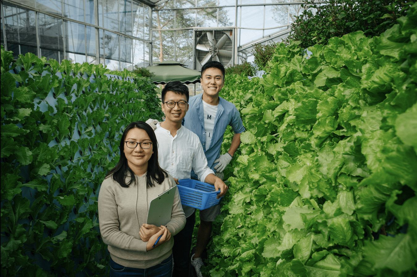 新农人乡村振兴创业挣钱吗,现代农业种植致富新项目