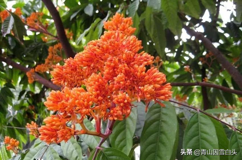 无忧花生长在哪里,无忧花与佛的联系