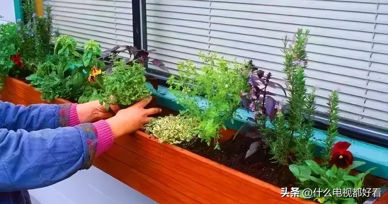 家庭种香草的方法大全,在家种植什么香草好看