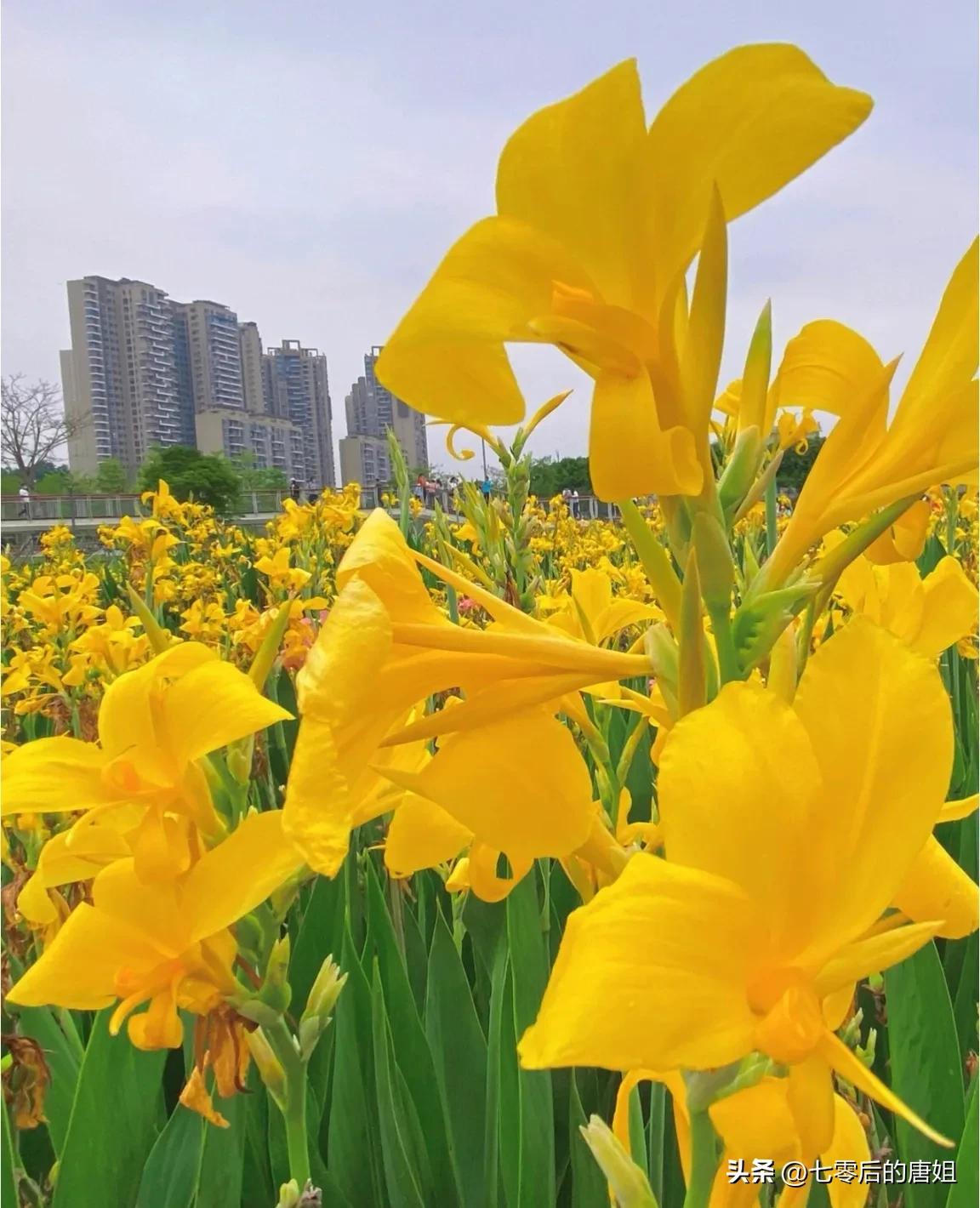 美人蕉花里面甜甜的,秋天的美人蕉花