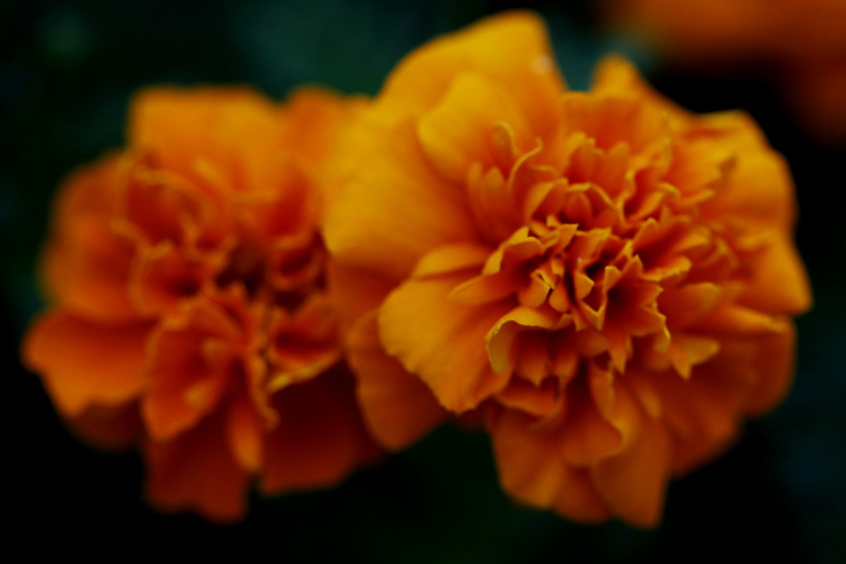 孔融少时让梨视频,孔融小时候是干什么的