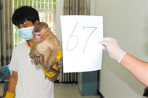 身价17万的实验猴！野生实验猴已进石器时代，用石头过度开发资源