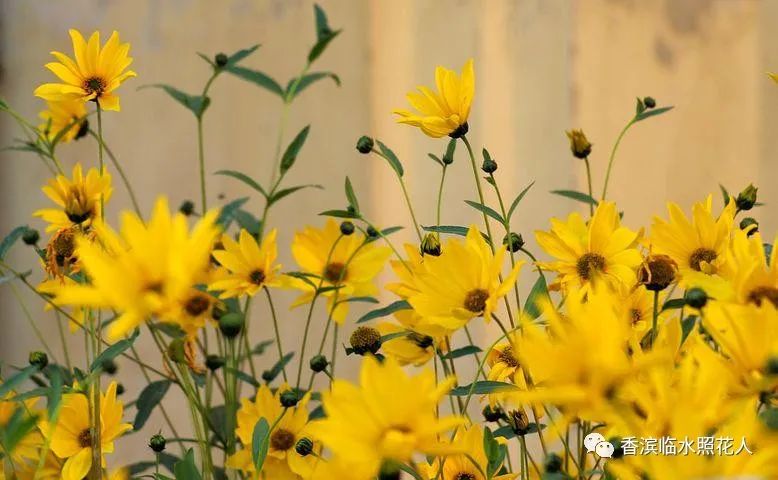 思维导图作文四年级怎么画,画习作思维导图1至8单元的