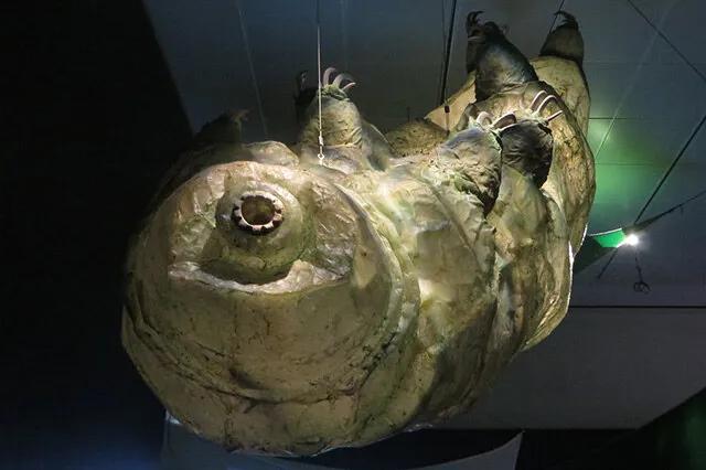 海洋里有哪些奇特的海洋生物,海洋里面都有什么奇怪的生物