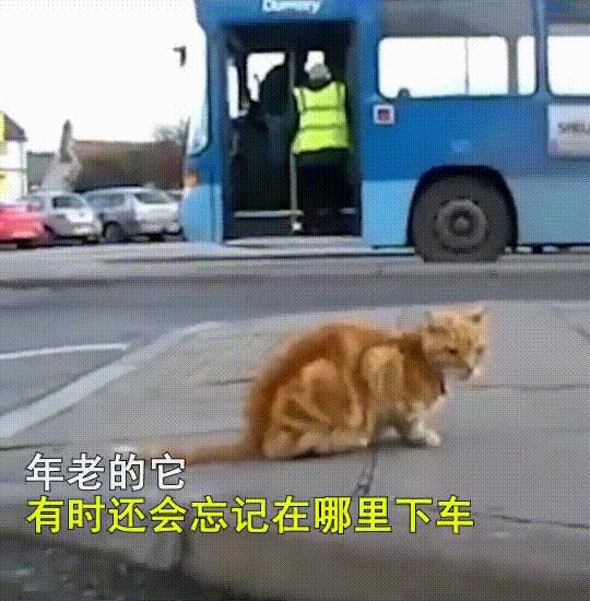 泪目！那只19岁的老猫绝食自杀了