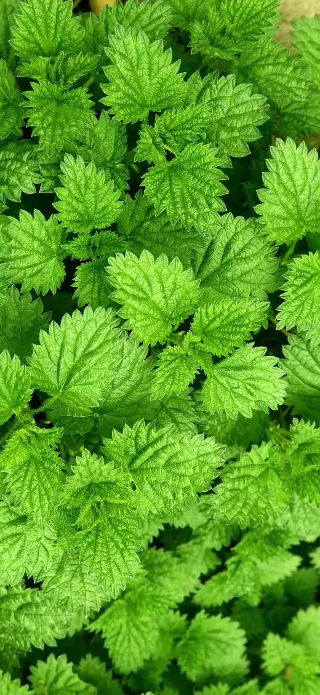 高清壁纸全面屏手机,围棋壁纸高清全面屏