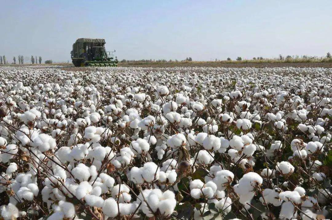 盘点十大新疆的特产,大新疆有啥特产