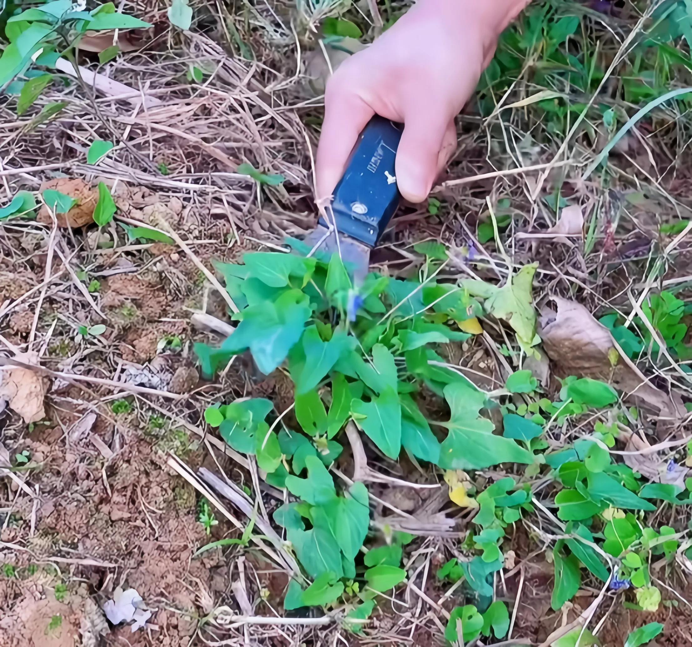 农村常见的顽固藤条植物,农村常见的止血植物图片