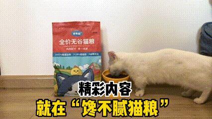 猫咪脚臭是怎么回事啊,猫咪闻脚臭是什么原因