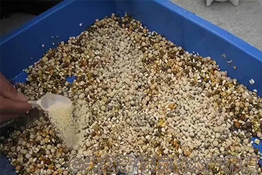 养殖鱼吃食不好怎么办,养殖鱼喂食为啥不开嘴