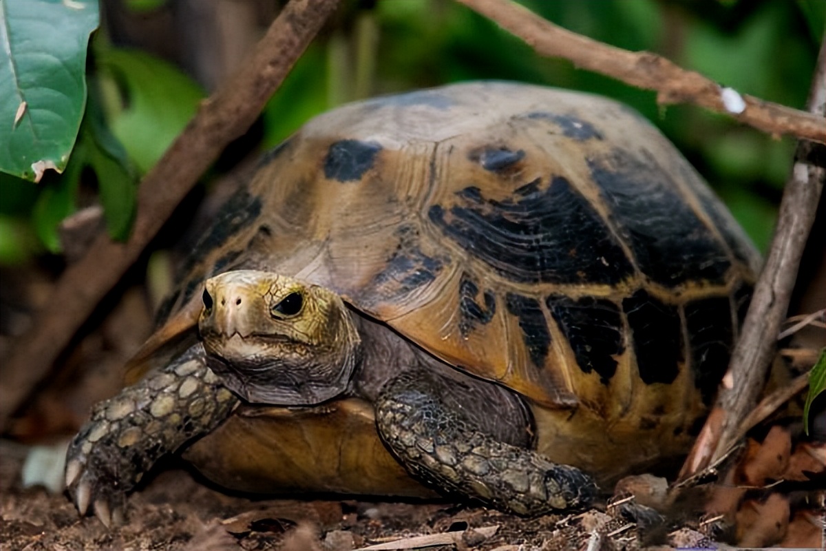 素食宠物食品,素食宠物零食有哪些品种