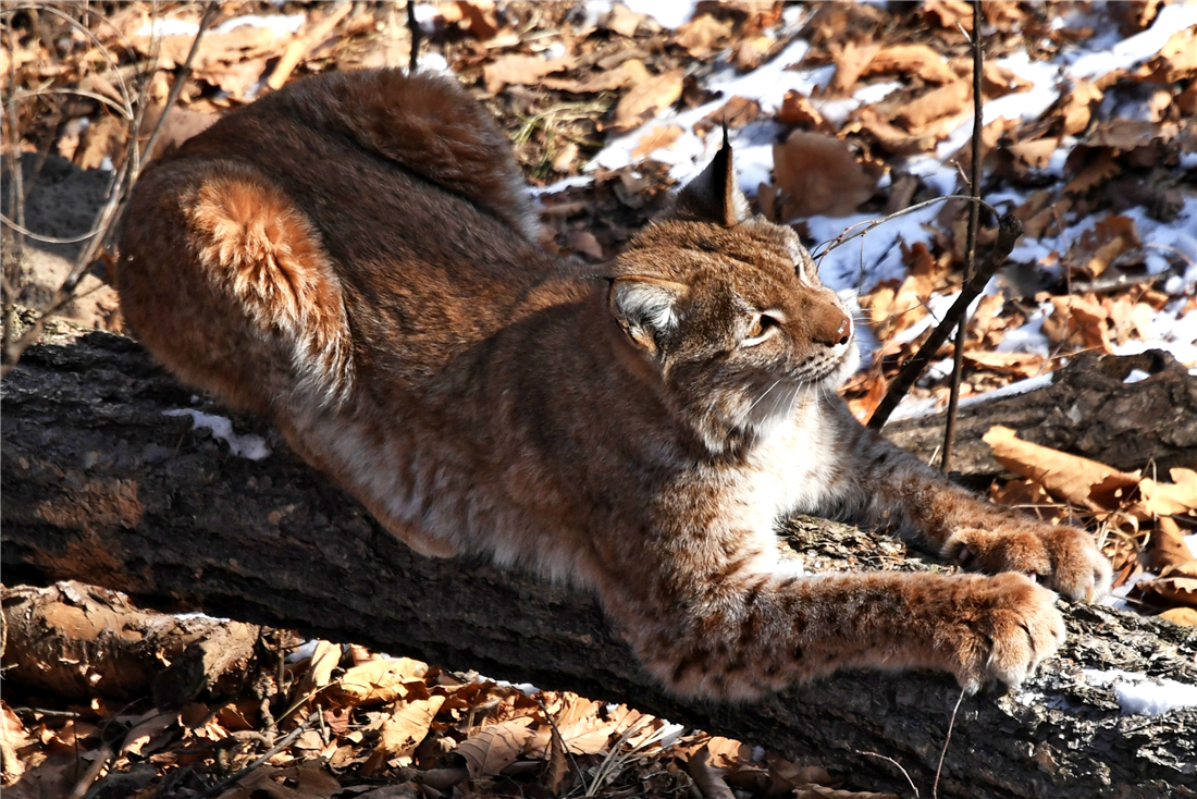 四川贡嘎山猞猁,四川贡嘎山猞猁与藏獒真实视频