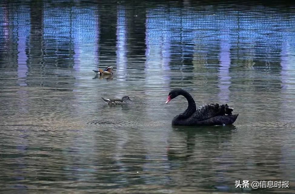 “咩咩”“嘎嘎”“哞哞”……广州多所学校“萌宠”出没