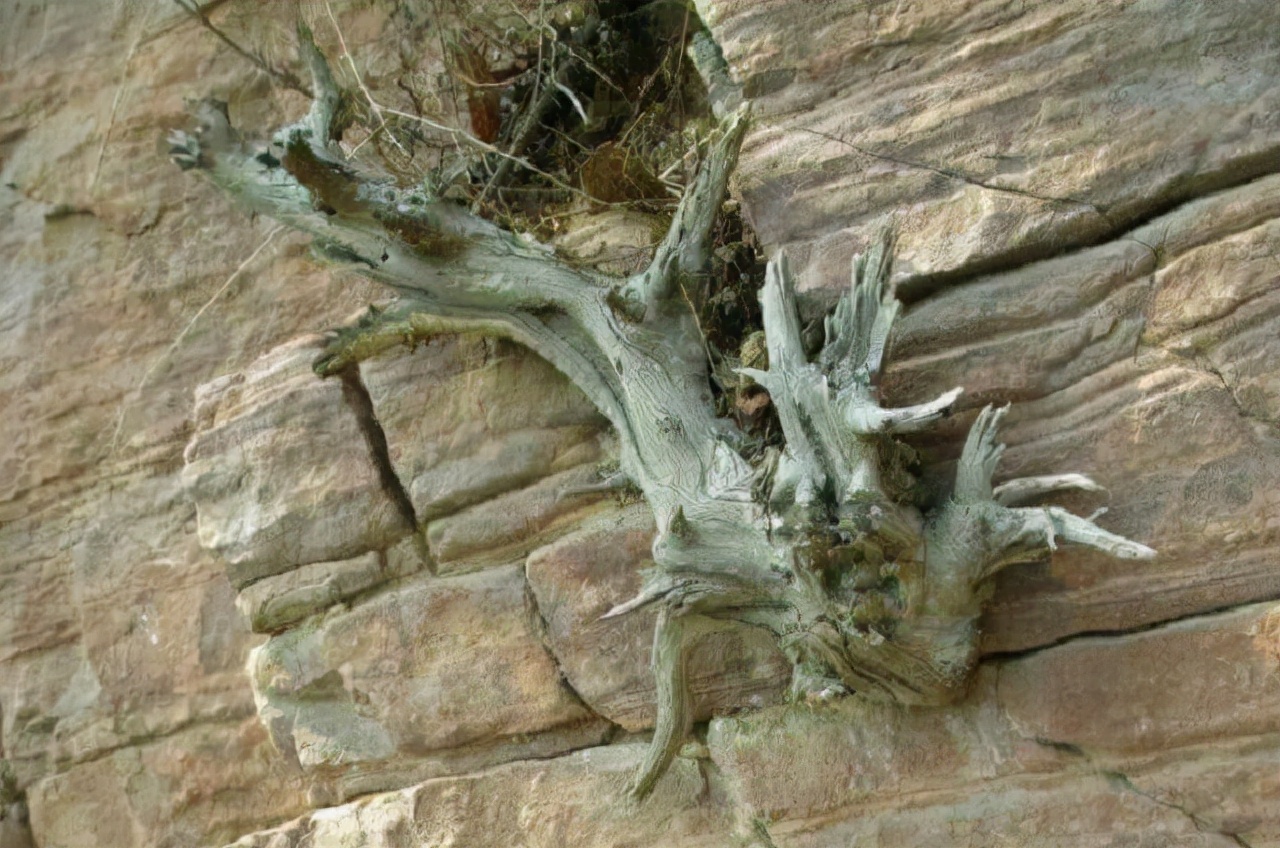 山西小伙卖房、花光百万，买了一屋烂树根，11年后价值无法估量