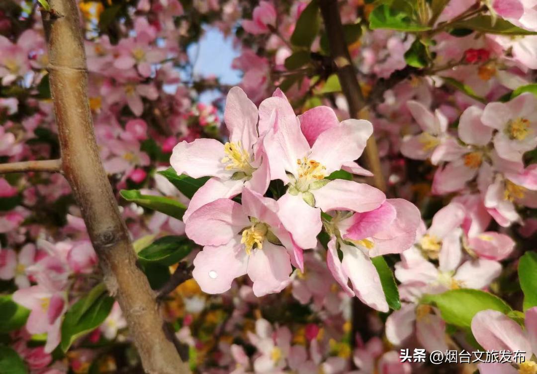 烟台2018年赏花攻略全集,春天烟台赏花地点推荐芝罘区