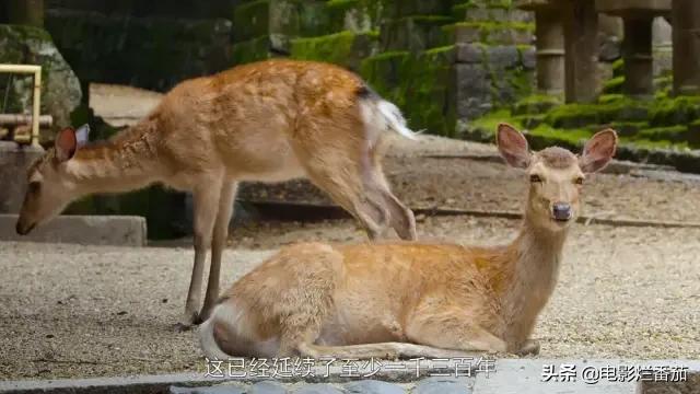 女性成长必看的高分纪录片,5部女孩子必看神级纪录片